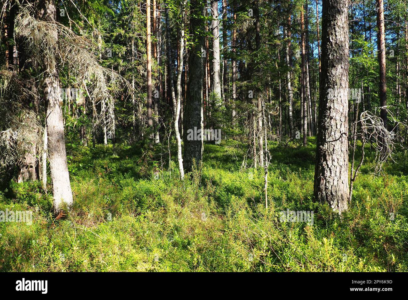 Bioma Taiga dominato da foreste di conifere. Picea abete rosso, genere di conifere sempreverdi della famiglia dei pini Pinaceae. Russia, Carelia, Orzega. Foresta densa. Terribile ciotola. Foresta selvaggia deserta. Foto Stock