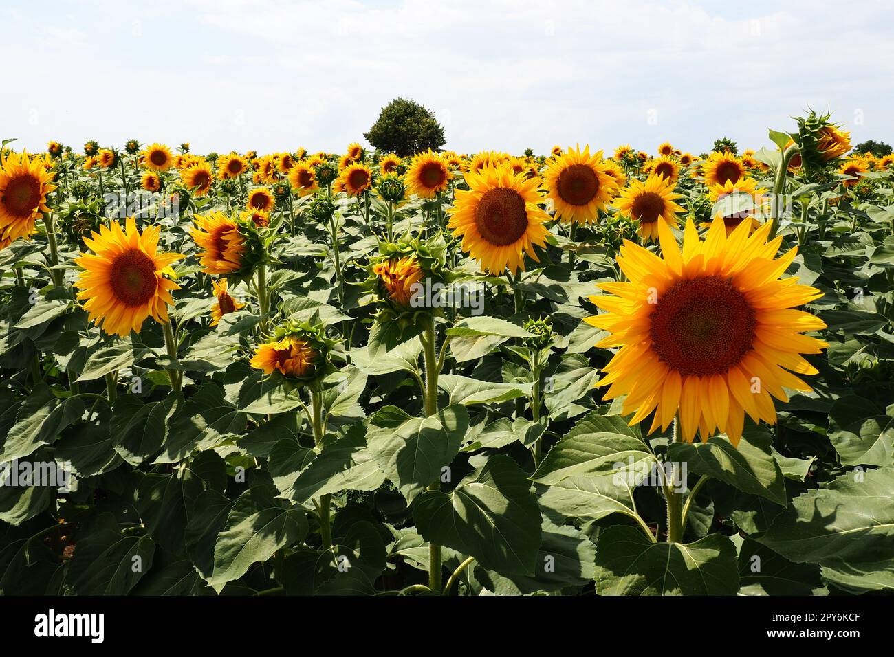 Il girasole Helianthus è un genere di piante della famiglia delle Asteraceae. Girasole e girasole tuberoso annuali. Campo agricolo. Bocciolo fiorito con petali gialli. Foglie pelose. Agricoltura serba Foto Stock