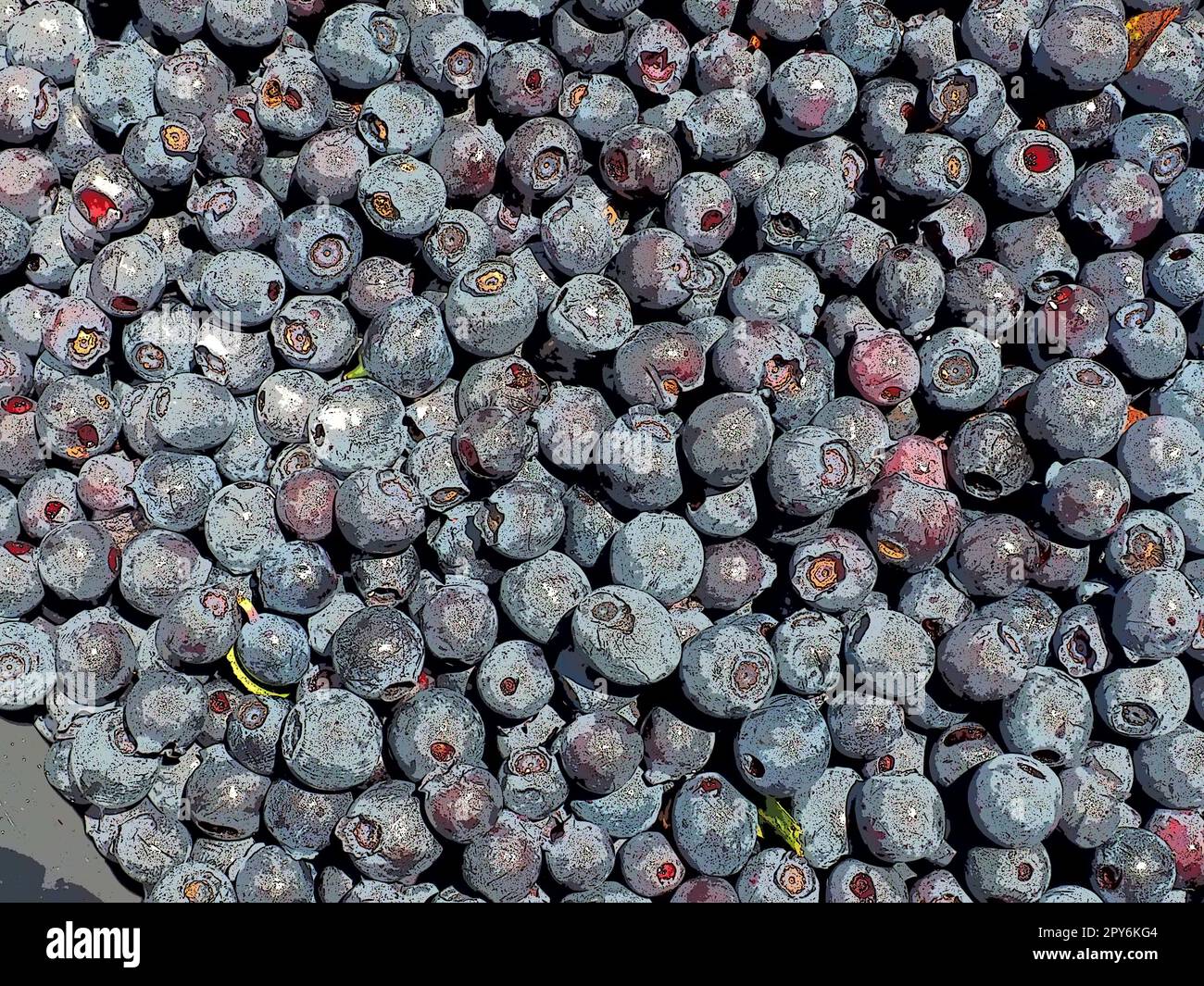 Mirtillo, o mirtillo ordinario, o mirtillo mirtillo mirrillo Vaccinium myrtillus, arbusto stordito, Erica familiare. Frutti di bosco di prima classe freschi e succosi. Ci sono molti mirtilli, vista dall'alto Foto Stock