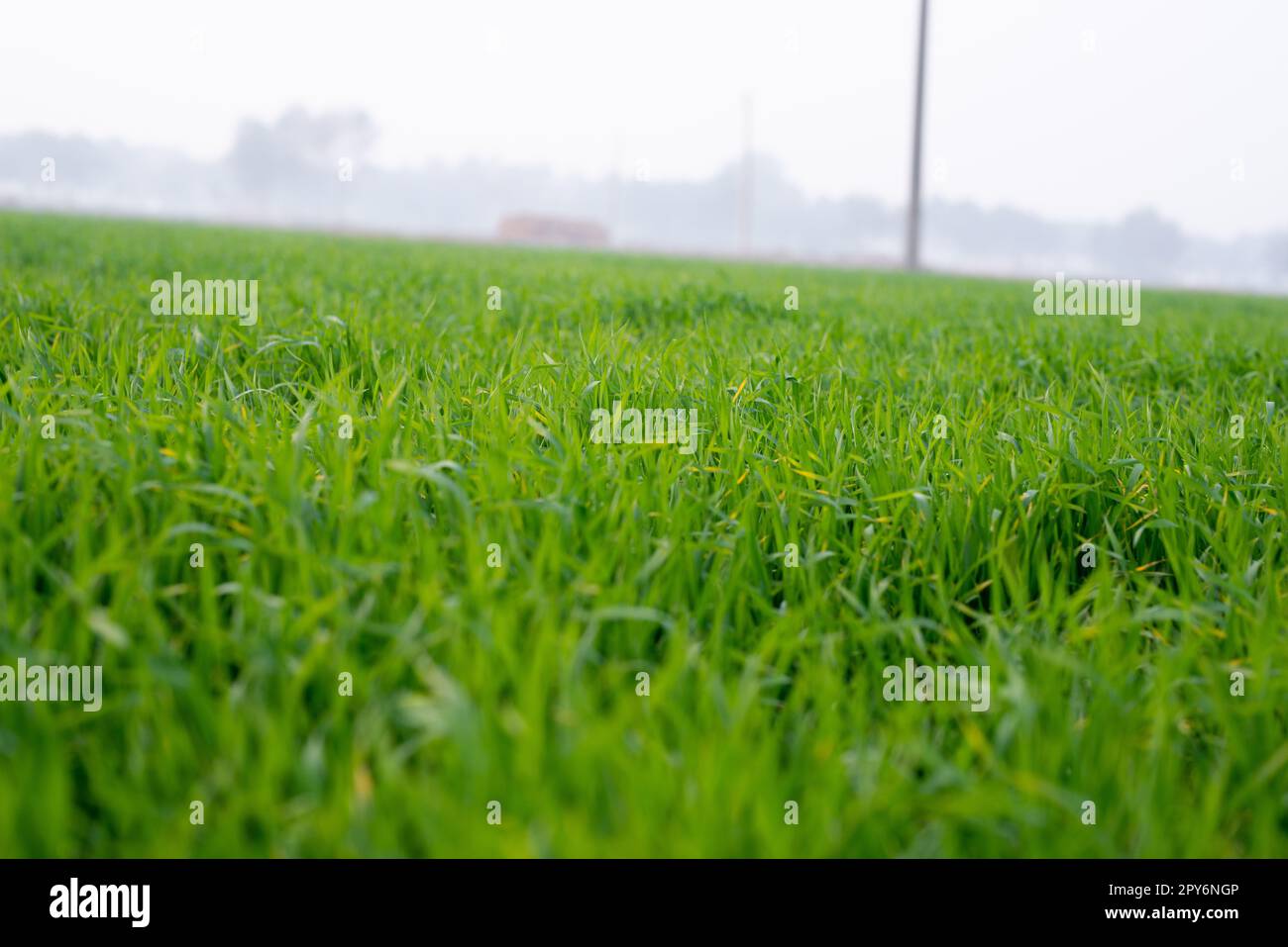 Le giovani piante di grano che crescono sul terreno, stupendi campi infiniti di erba di grano verde vanno all'orizzonte. Foto Stock
