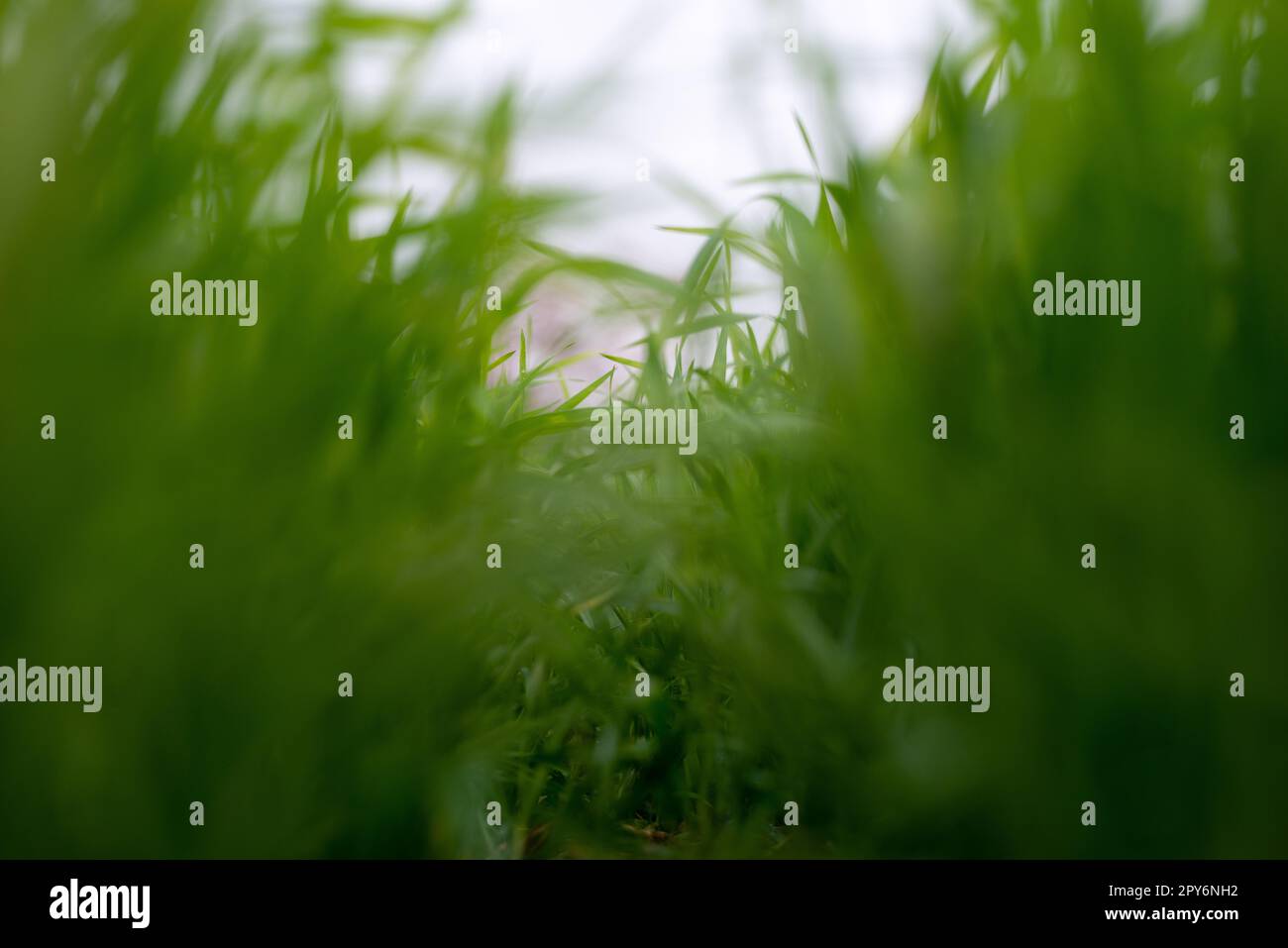 Le giovani piante di grano che crescono sul terreno, stupendi campi infiniti di erba di grano verde vanno all'orizzonte. Foto Stock