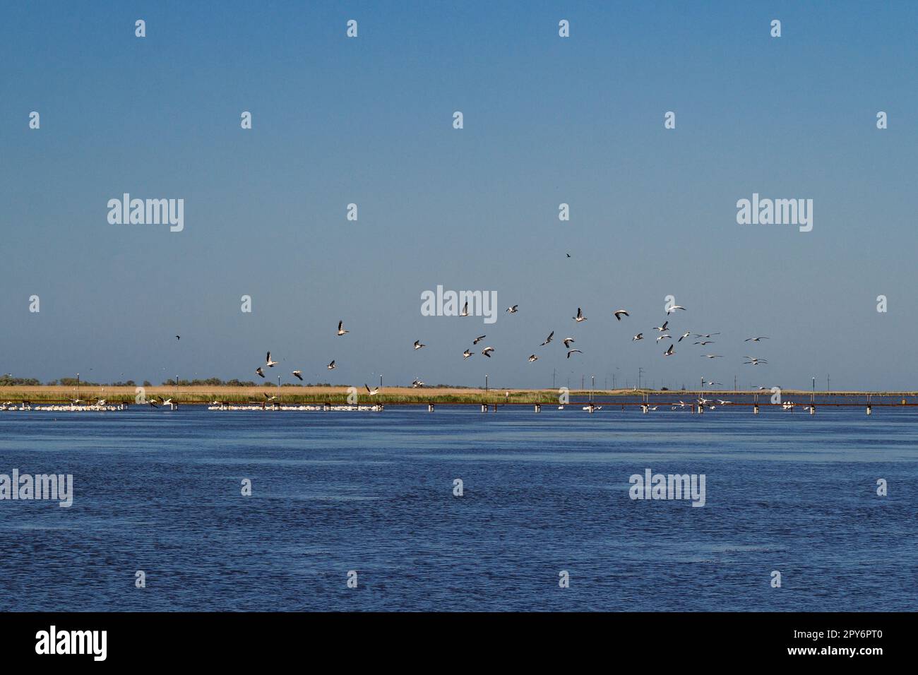 Uccelli che volano sopra il lago foto del paesaggio Foto Stock