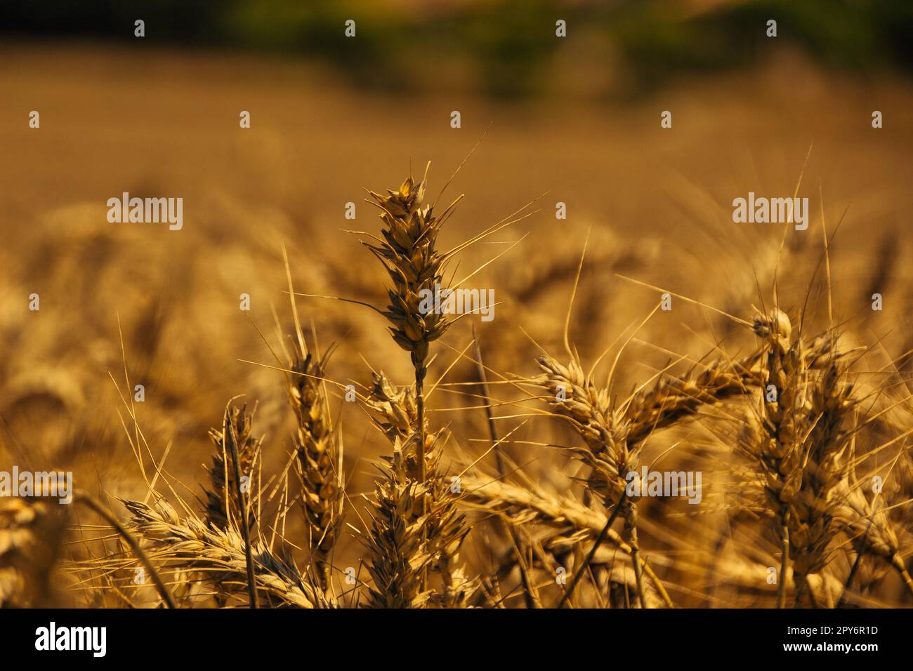 Bella natura sfondo con un primo piano di orecchie di grano maturo su campo di cereali Foto Stock