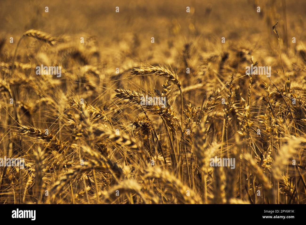 Bella natura sfondo con un primo piano di orecchie di grano maturo su campo di cereali Foto Stock