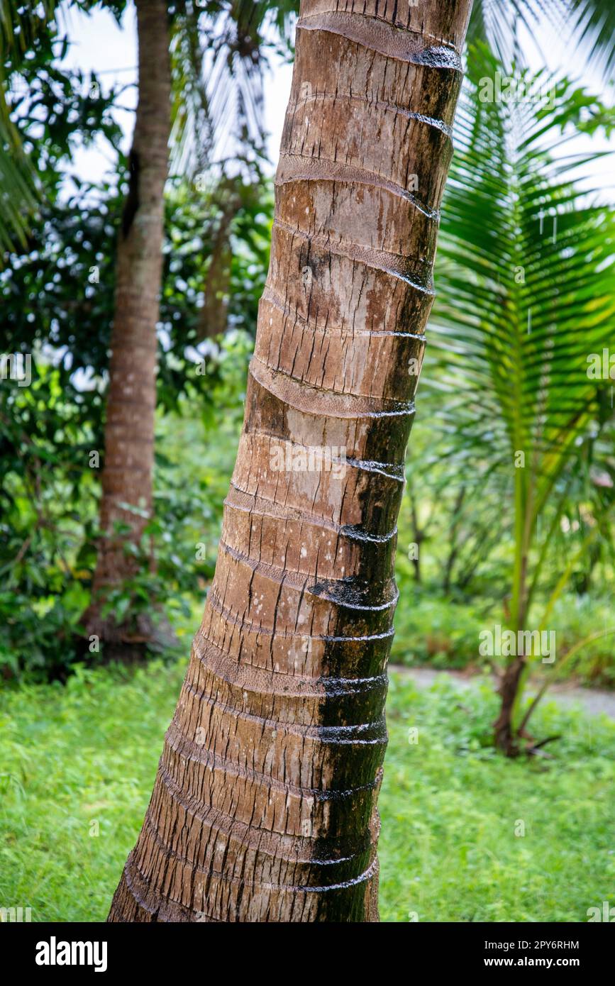 THAI PRACHUAP BANG SAPHAN COCCO Foto Stock