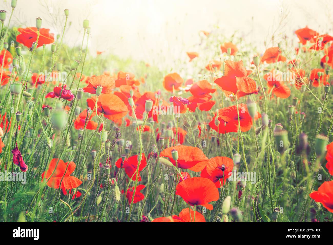 Prato soleggiato con fiori di papavero rossi Foto Stock