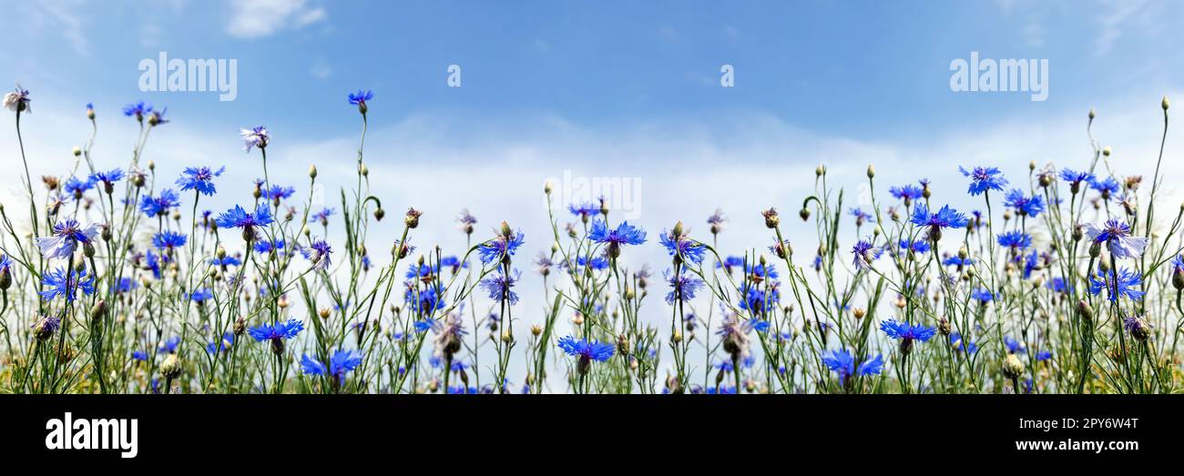 Fiori selvatici su cielo azzurro soleggiato, prato primaverile Foto Stock
