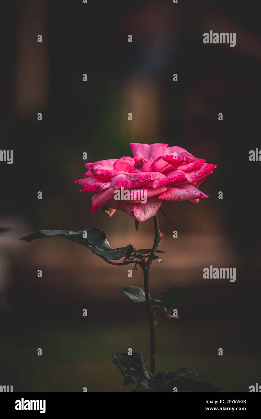 Rosa da giardino, rosa rossa, rosa in giardino, rosa da giardino bengalese Foto Stock