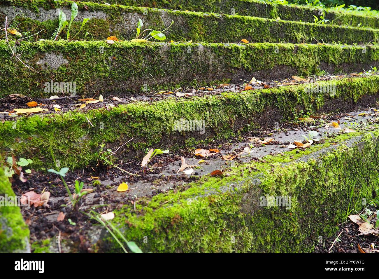 Scala esterna coperta di muschio, muffa e altra vegetazione. Banja Koviljaca, Loznica, Serbia. Rovine di un edificio. Foto Stock