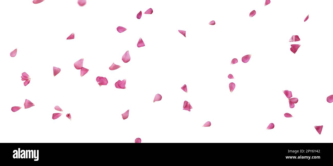 Sfondo con petali rosa fluttuanti Foto Stock