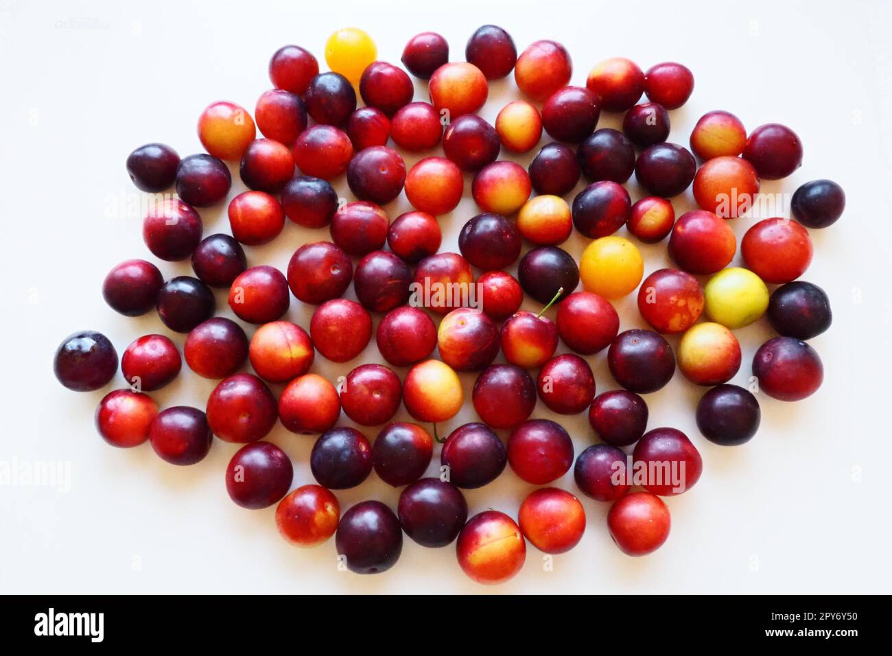 Prugna di ciliegio su sfondo bianco. Una miscela di prugne di ciliegio giallo-rosso appena rimossa da un albero. Deliziosi frutti di prugna freschi. Appetitosa prugna di ciliegio grande in vendita. Cibo su sfondo bianco Foto Stock