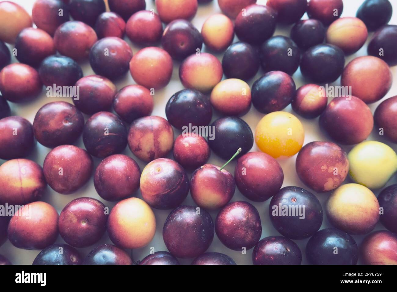 Prugna di ciliegio su sfondo bianco. Una miscela di prugne di ciliegio giallo-rosso appena rimossa da un albero. Deliziosi frutti di prugna freschi. Appetitosa prugna di ciliegio grande in vendita. Cibo su sfondo bianco Foto Stock