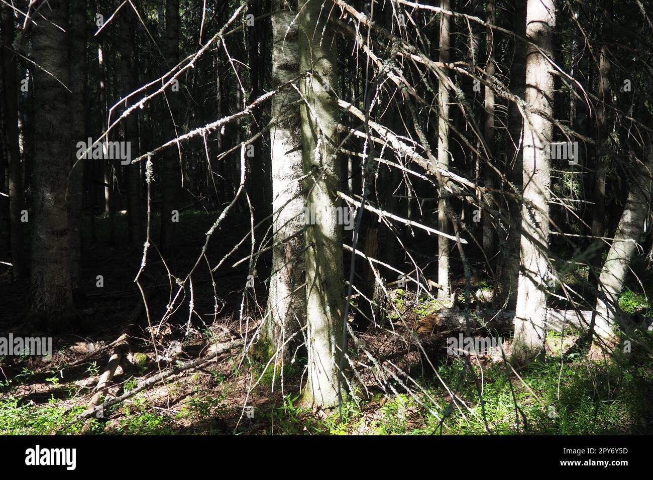 Bioma Taiga dominato da foreste di conifere. Picea abete rosso, genere di conifere sempreverdi della famiglia dei pini Pinaceae. Russia, Carelia, Orzega. Foresta densa. Terribile ciotola. Foresta selvaggia deserta. Foto Stock