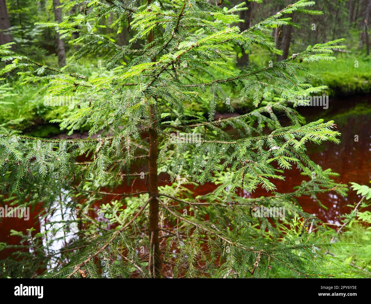 Bioma Taiga dominato da foreste di conifere. Picea abete rosso, genere di conifere sempreverdi della famiglia dei pini Pinaceae. Russia, Carelia, Orzega. Foresta densa. Terribile ciotola. Foresta selvaggia deserta. Foto Stock