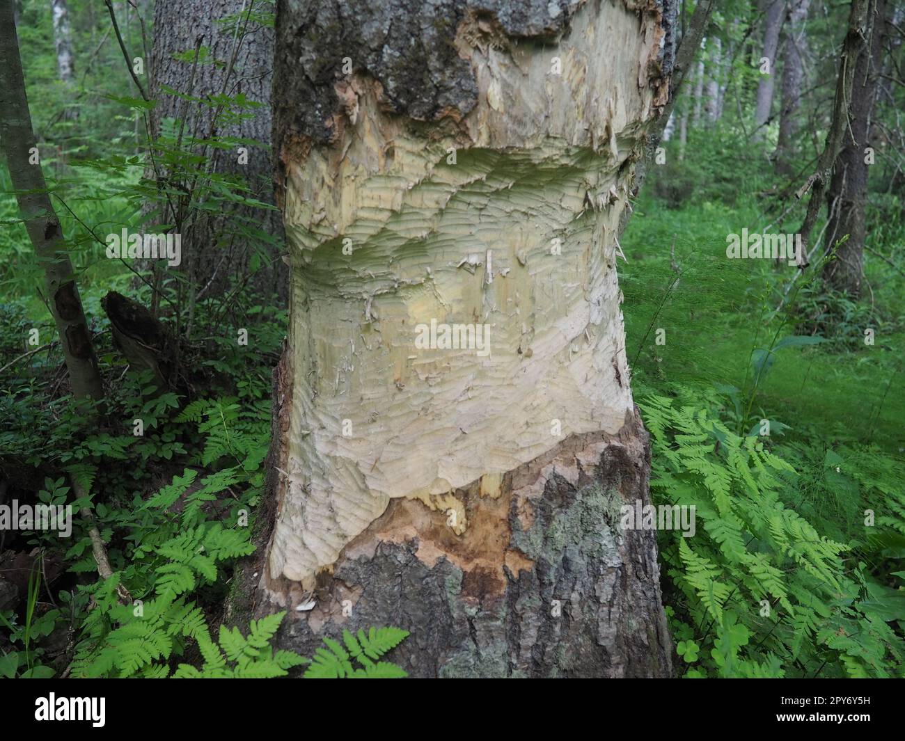 Un albero macchiato da un castoro. Corteccia e legno danneggiati. Il lavoro di un castoro per la costruzione di una diga. Taiga, Carelia, Russia. Caccia e pesca. Attività di vita degli animali forestali europei. Foto Stock