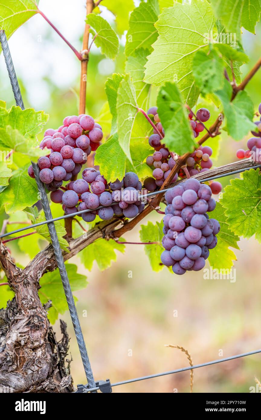 Primo piano le uve da vino viola appendono ad una pianta di vite in una regione vinicola durante l'autunno, foglie verdi intorno alle uve Foto Stock