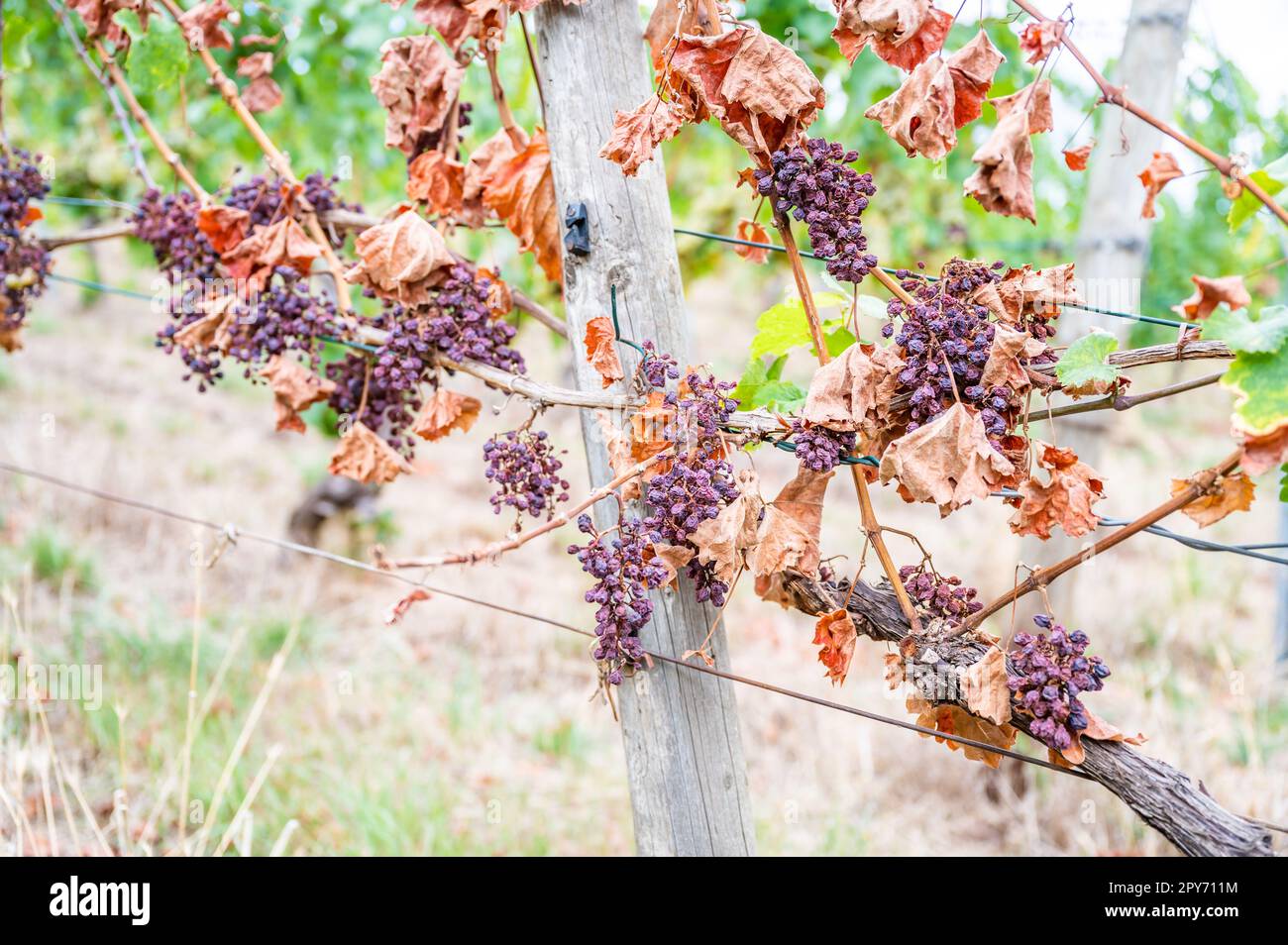 Grappoli di uva viola, troppo sole e calore, maltempo, appeso ad una pianta di vite, brutto raccolto, vigna Foto Stock