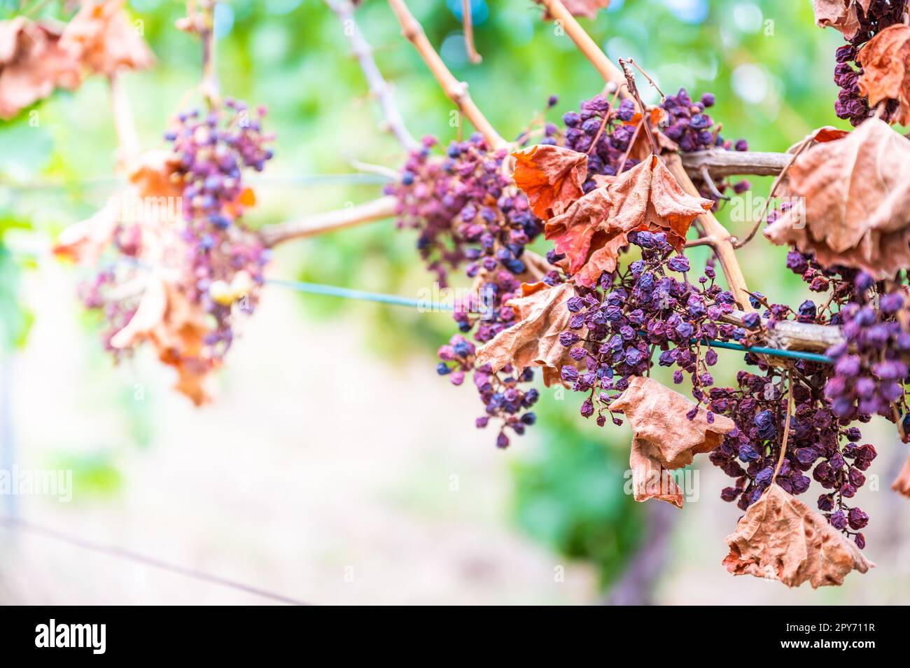 Grappoli di uva viola, troppo sole e calore, maltempo, appeso ad una pianta di vite, brutto raccolto, vigna Foto Stock