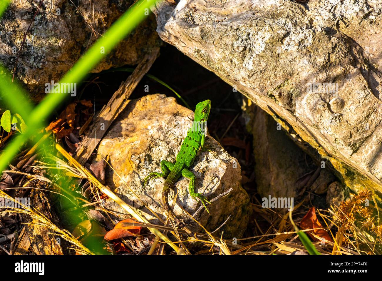 Lucertola verde caraibica su pietra di roccia Playa del Carmen Messico. Foto Stock