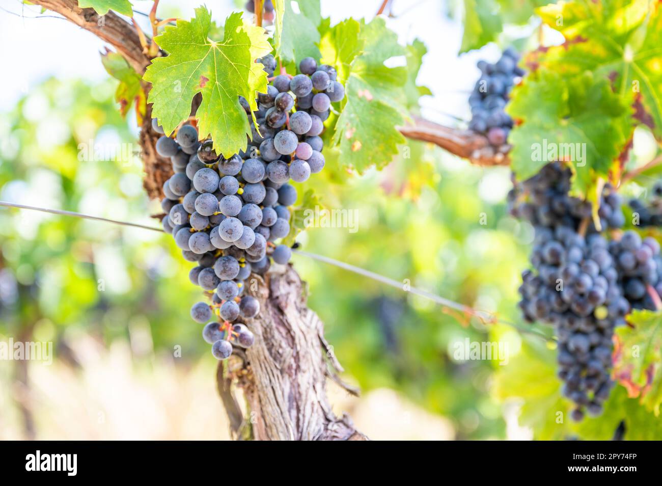 Mazzo di uve fresche blu appeso su una pianta di vite nel mese di settembre prima della vendemmia Foto Stock