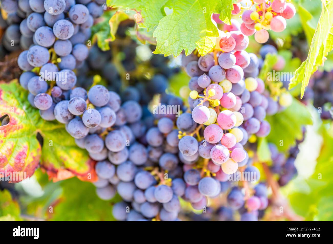Primo piano le uve da vino blu sono appese ad una pianta di vite in una regione vinicola durante l'autunno, alla luce del sole Foto Stock