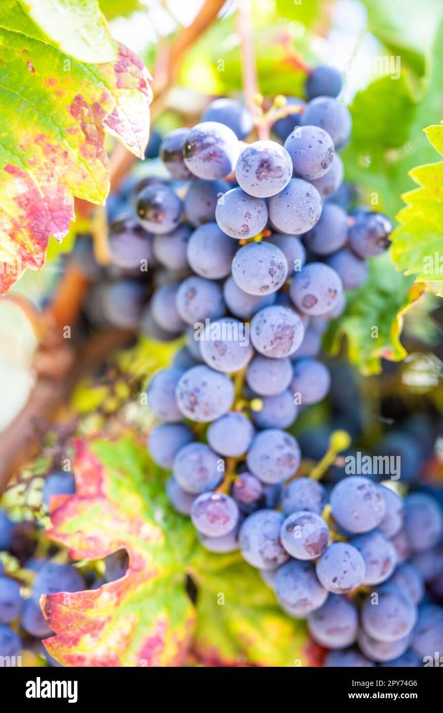 Primo piano le uve da vino blu sono appese ad una pianta di vite in una regione vinicola durante l'autunno, alla luce del sole Foto Stock