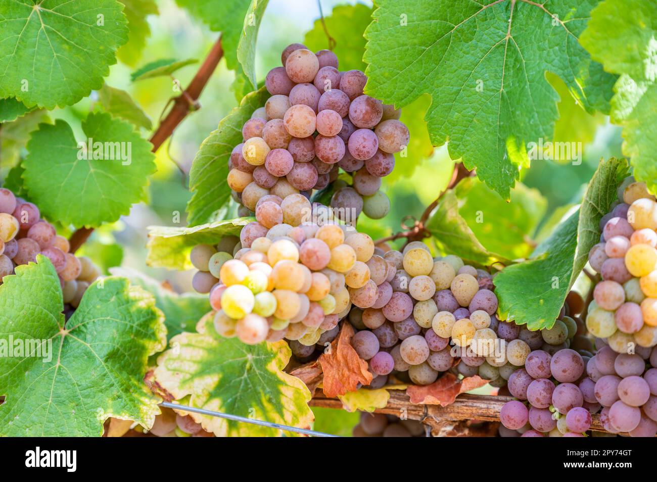 Primo piano mazzetti di uva viola gialla appendono su una pianta di vite nel mese di settembre prima della vendemmia, foglie verdi di fronte Foto Stock