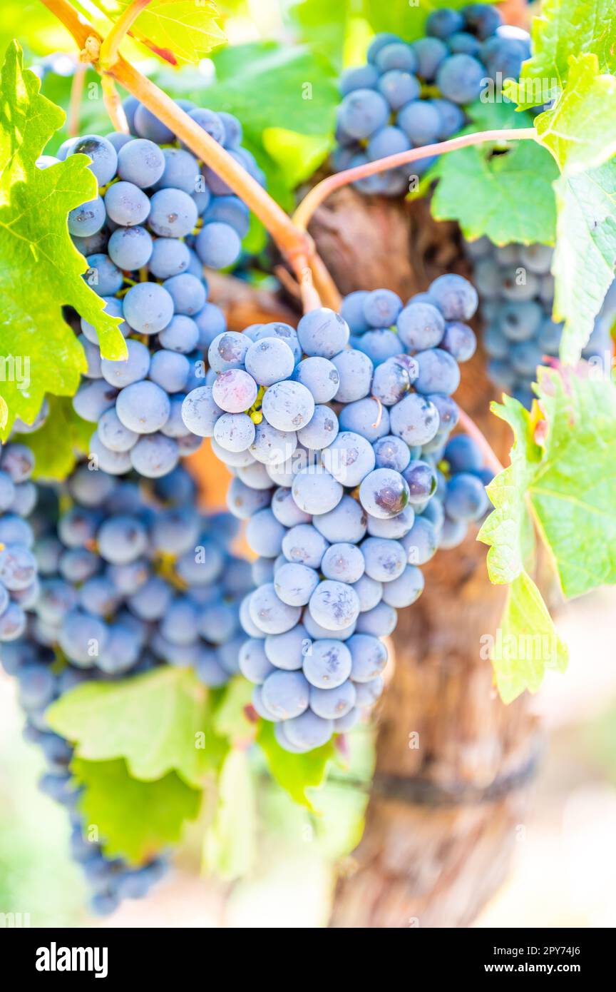Primo piano le uve da vino blu appendono ad una pianta di vite in una regione vinicola durante l'autunno, foglie verdi intorno alle uve Foto Stock