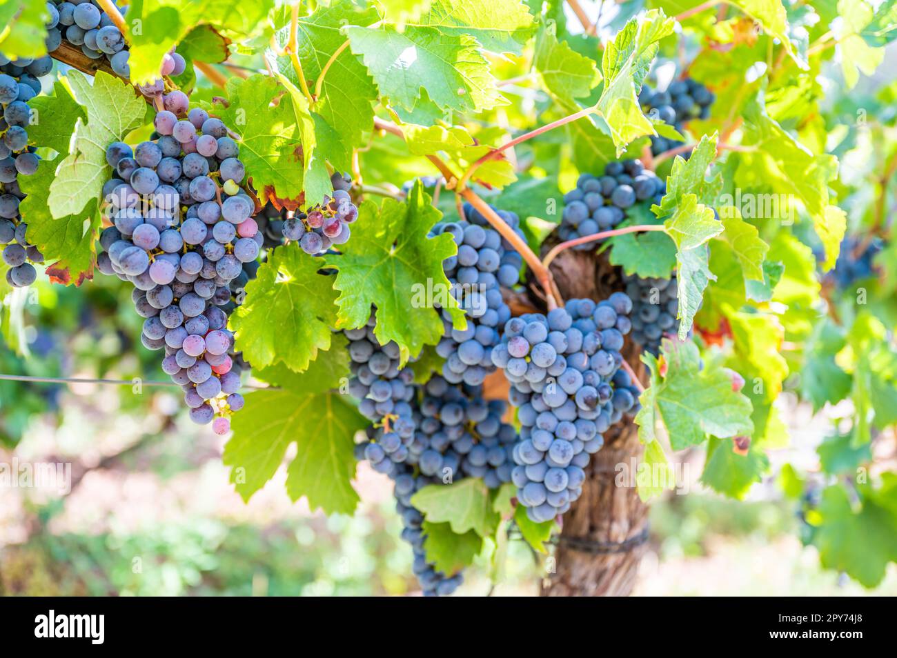Primo piano le uve da vino blu appendono ad una pianta di vite in una regione vinicola durante l'autunno, foglie verdi intorno alle uve Foto Stock