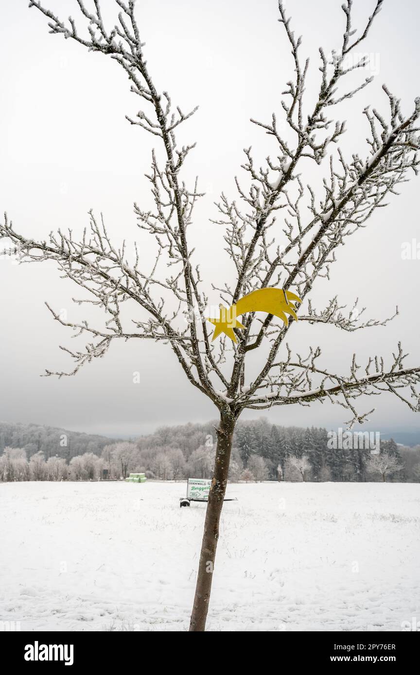 Natale Star religione cristiana NATALE tiro stella decorazione pende in un albero Foto Stock