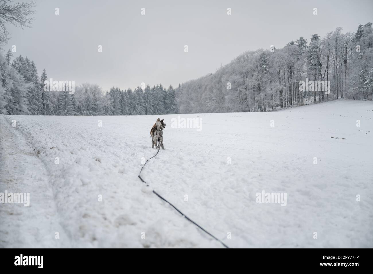 Giovane cane Akita inu con pelliccia grigia alla scoperta del bellissimo paesaggio invernale durante l'inverno sul guinzaglio del suo cane Foto Stock