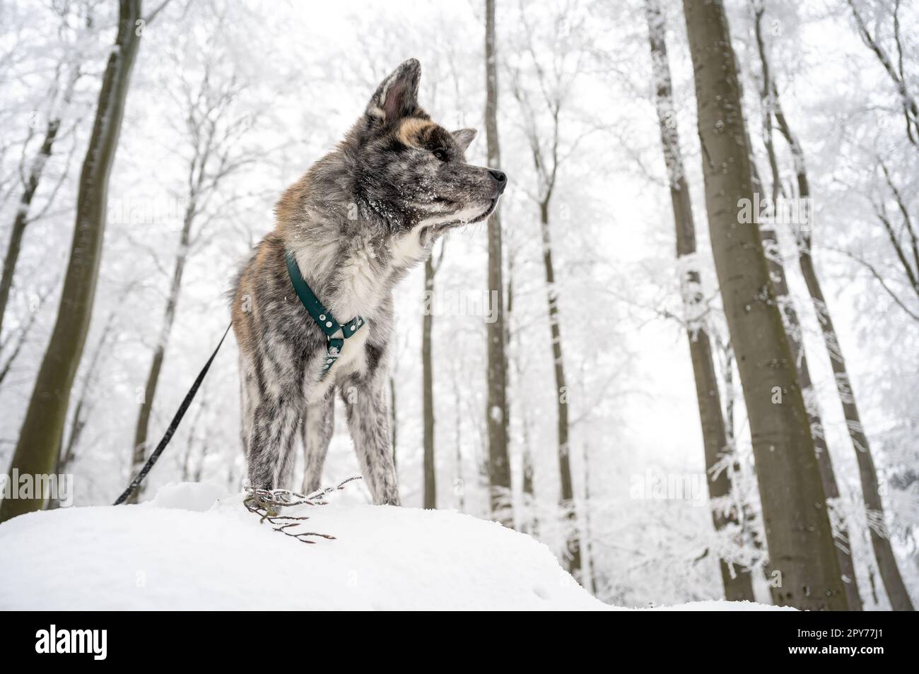 Carino cane Akita Inu con pelliccia grigia in piedi su una roccia nella foresta durante l'inverno con un sacco di neve Foto Stock