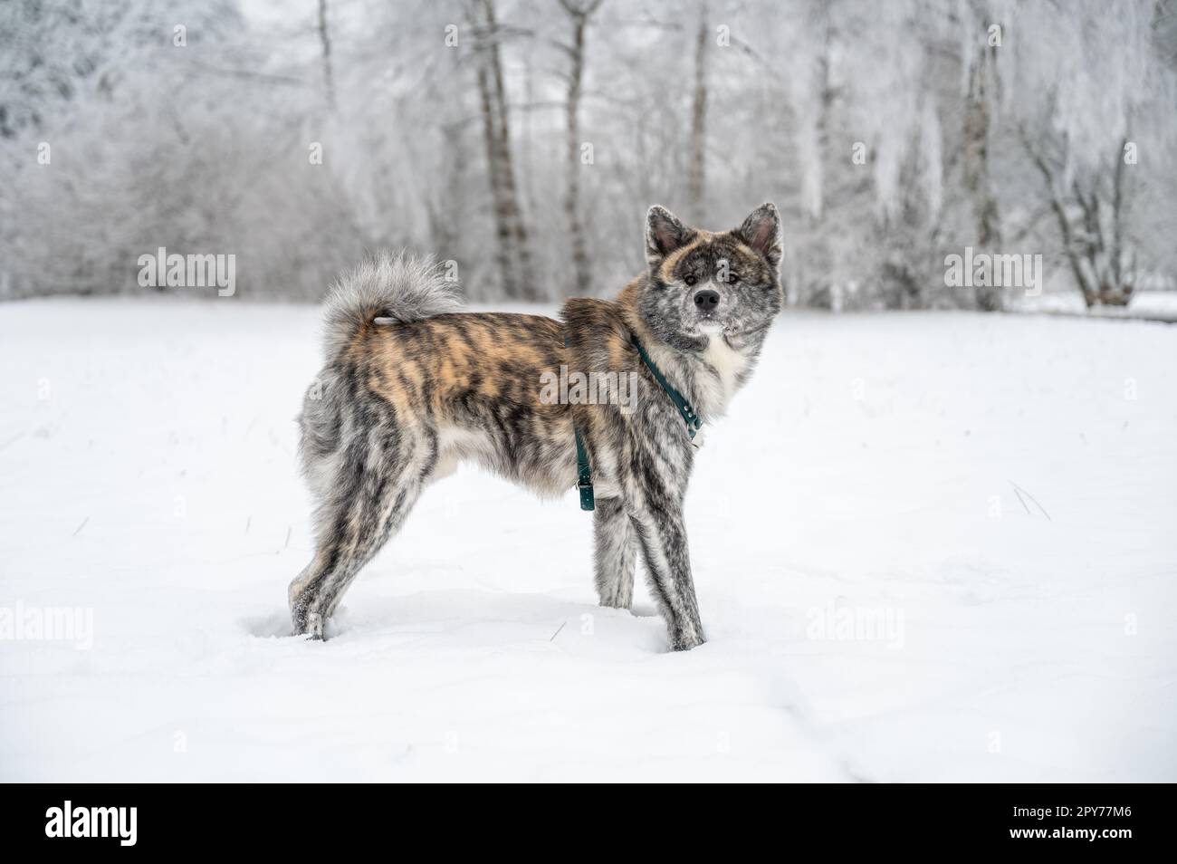 Carino cane akita inu con pelliccia grigia arancione è in piedi nella neve durante l'inverno Foto Stock