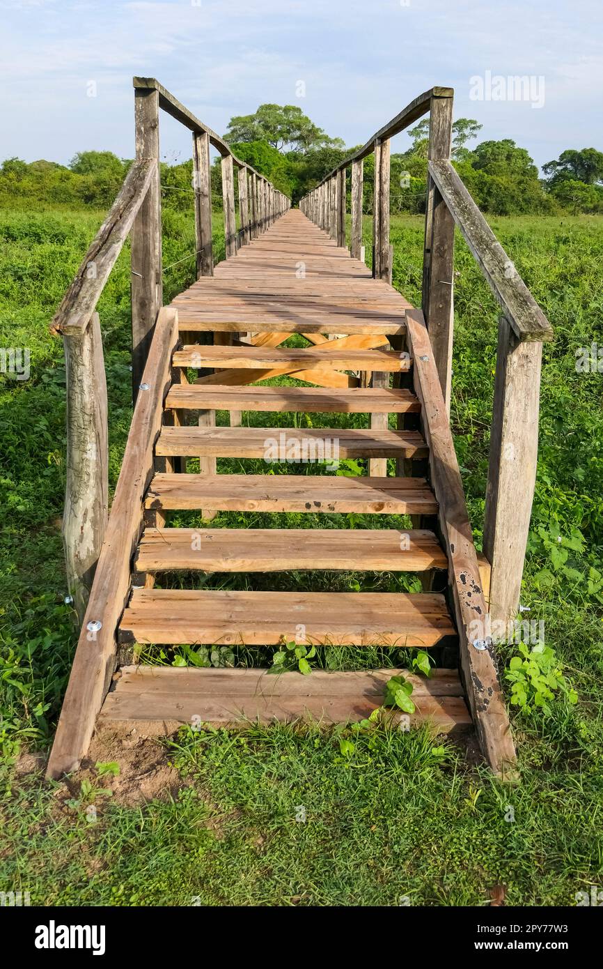 Passeggiata in legno sulla zona paludosa, Pantanal Wetlands, Mato Grosso, Brasile Foto Stock
