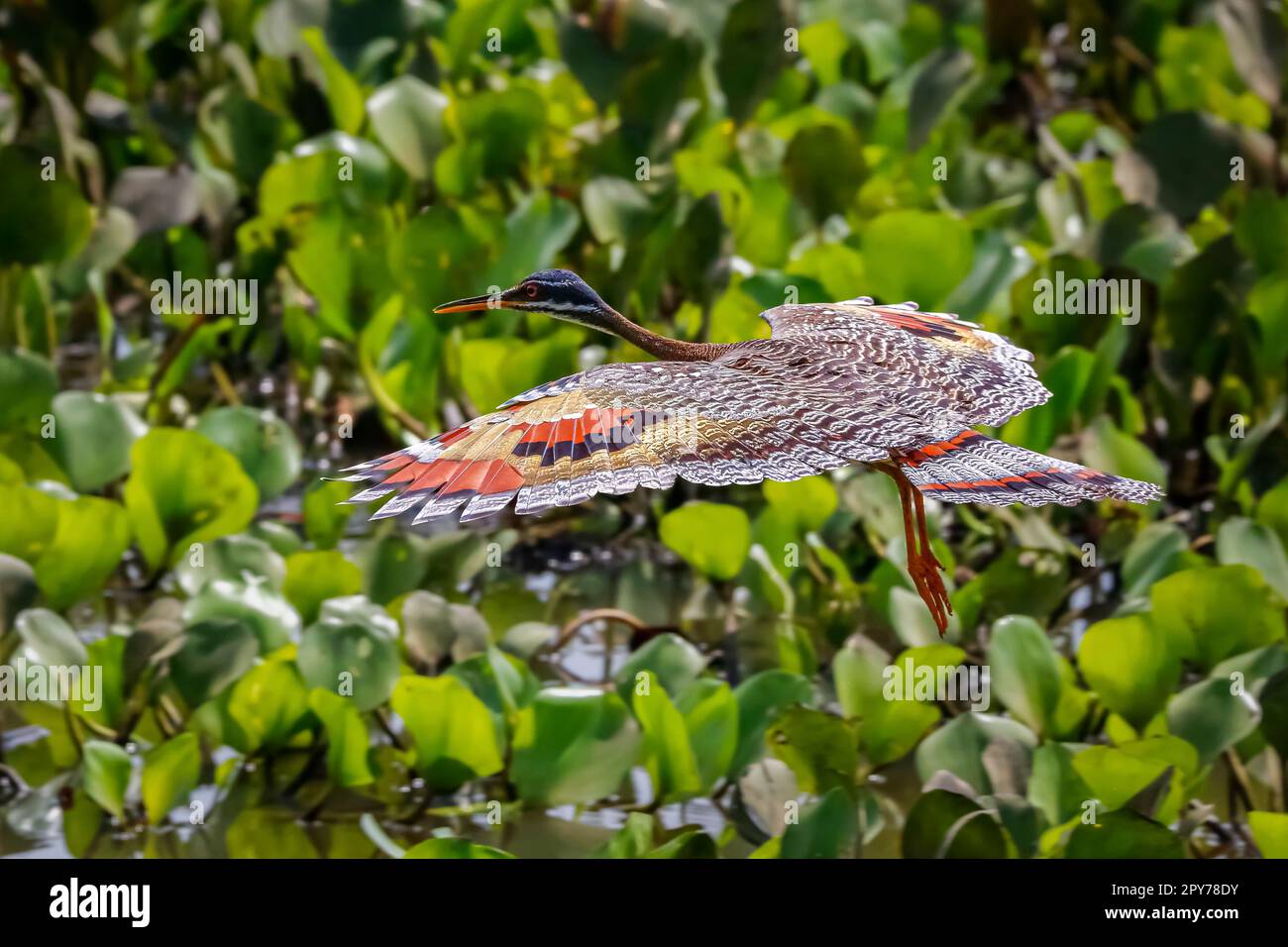 Vista laterale della bellissima Sunbittern in volo su sfondo verde con meravigliose ali sparse a motivi geometrici, Pantanal Wetlands, Mato Grosso, Brasile Foto Stock