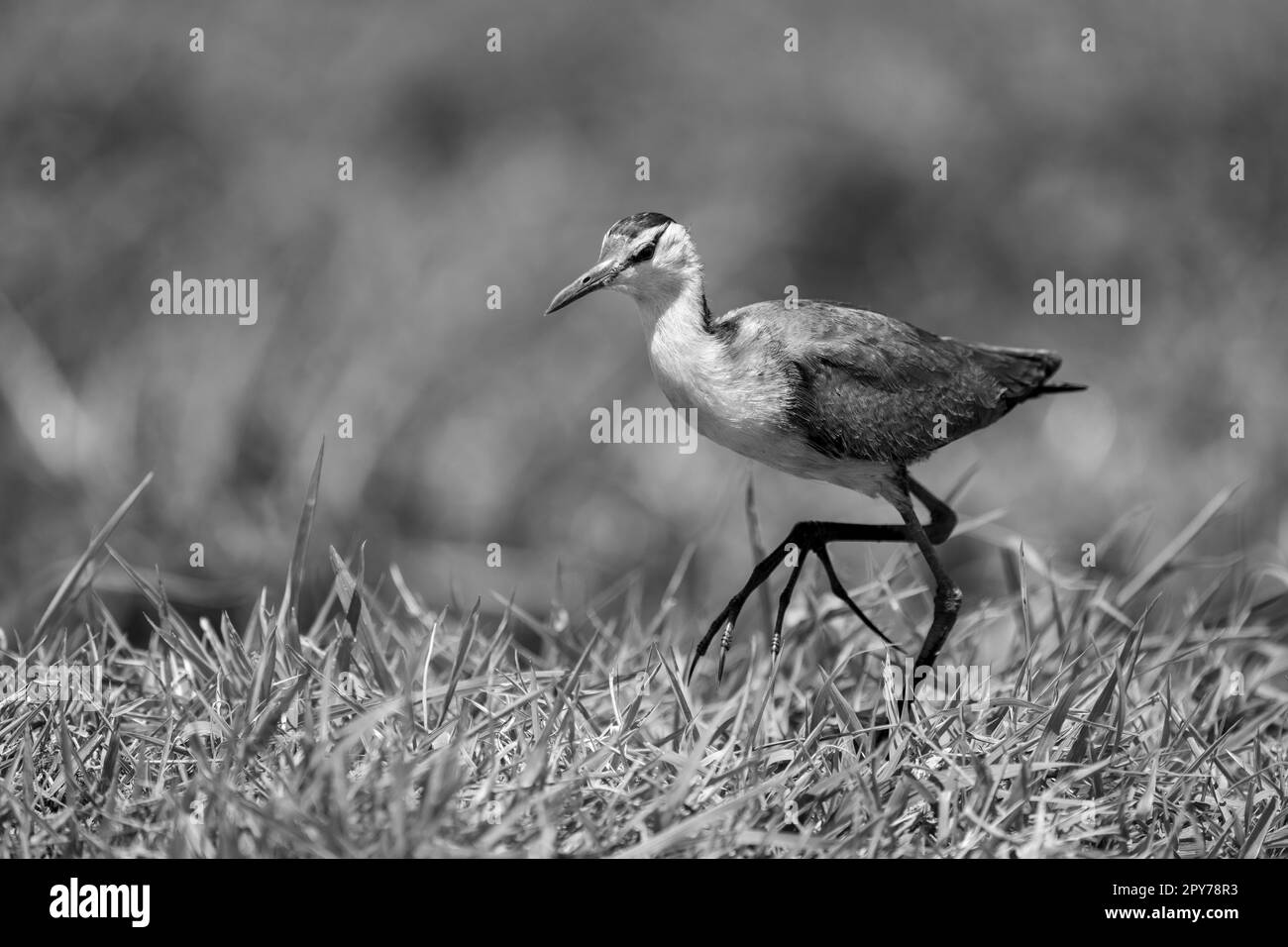Monoafricana jacana su erba sollevamento piede Foto Stock