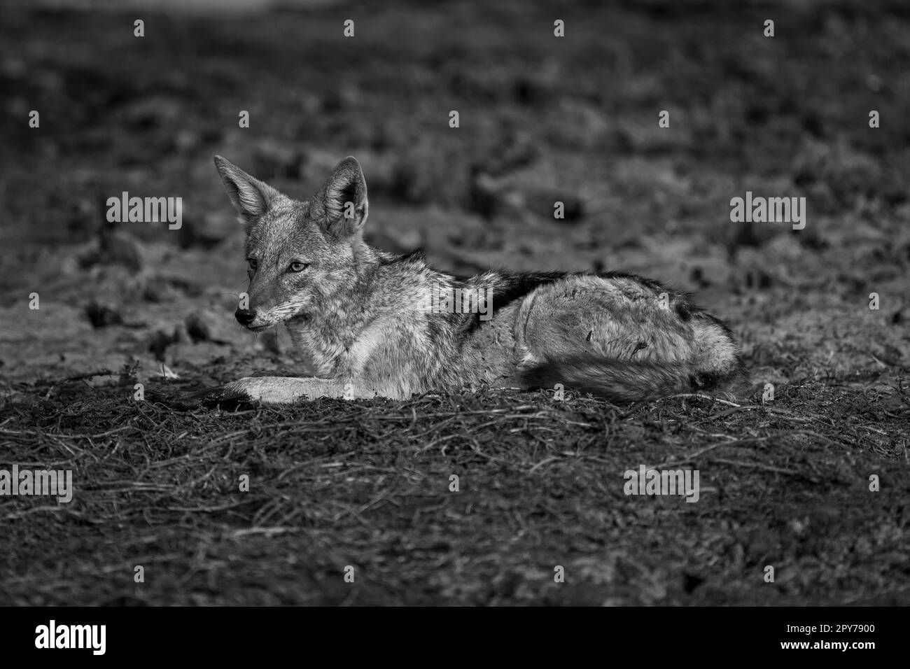 Jack mono con retro nero e luce catchlight staring Foto Stock