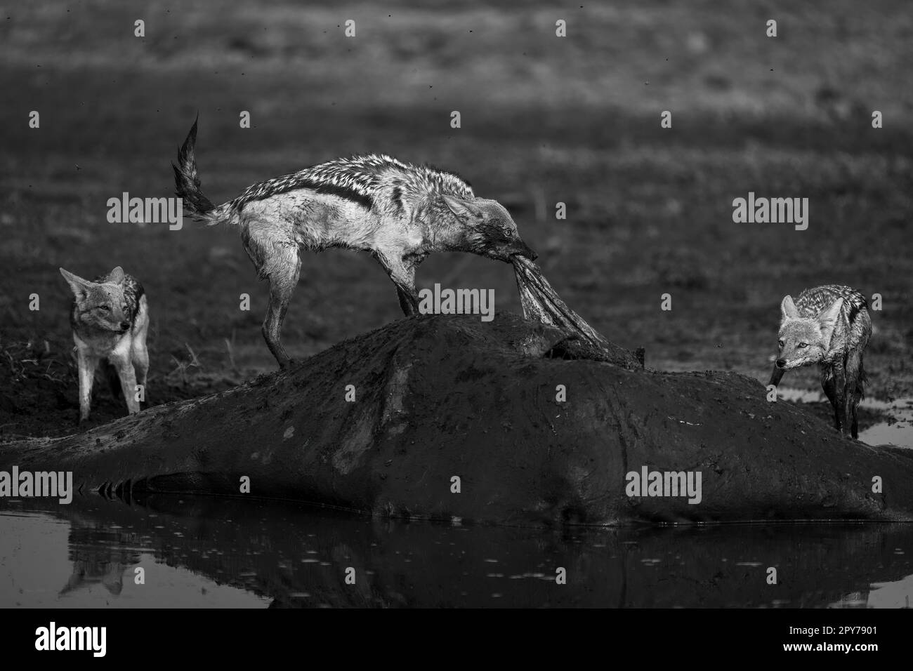 Il jackal nero monoscono tira le zanne dalla giraffa Foto Stock