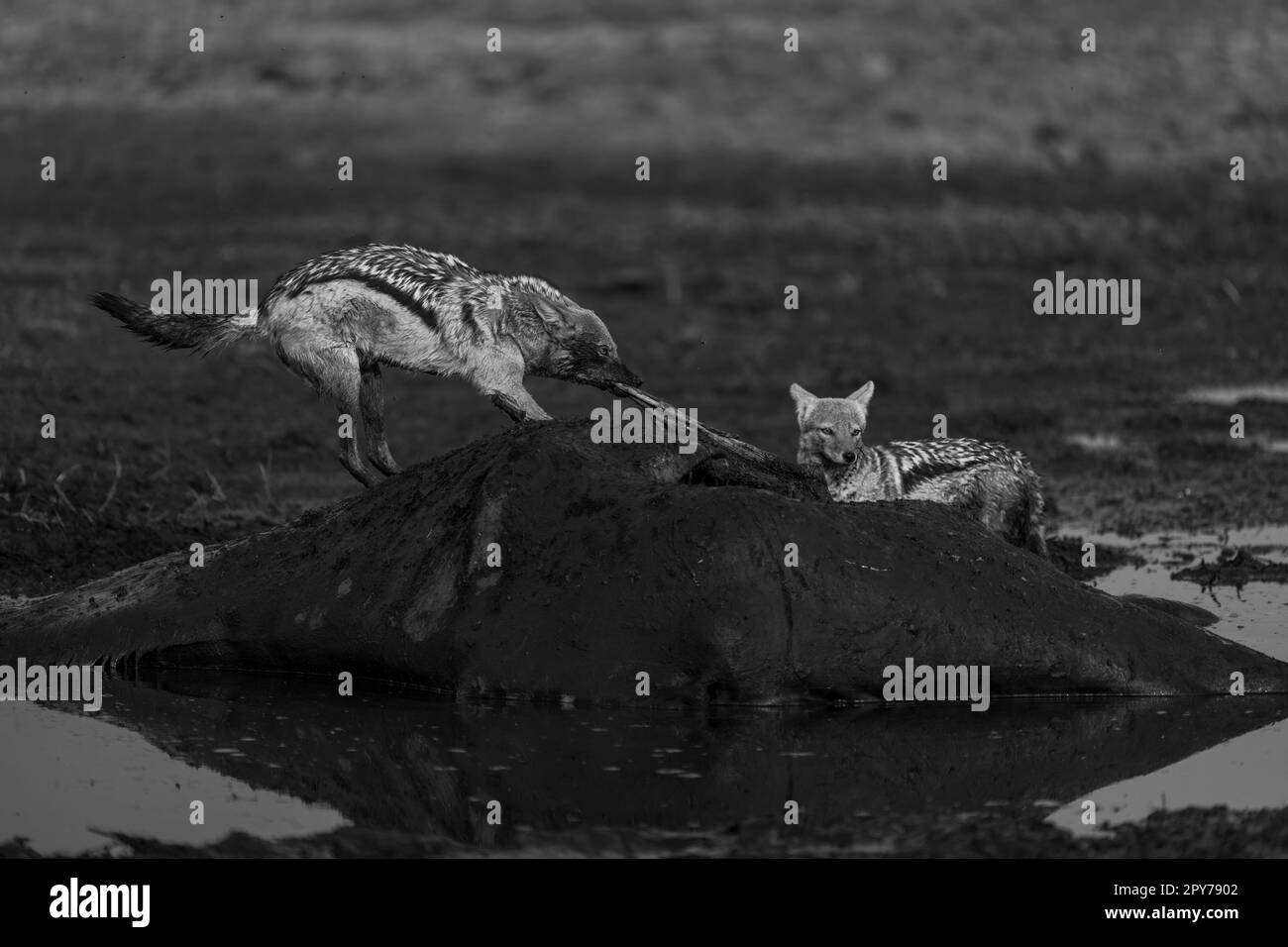 Il monoscono con dorso nero strappa le guglie della giraffa Foto Stock