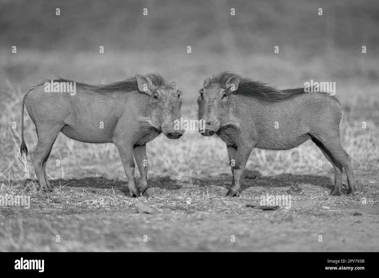 I warthog comuni mono stanno girando verso la macchina fotografica Foto Stock