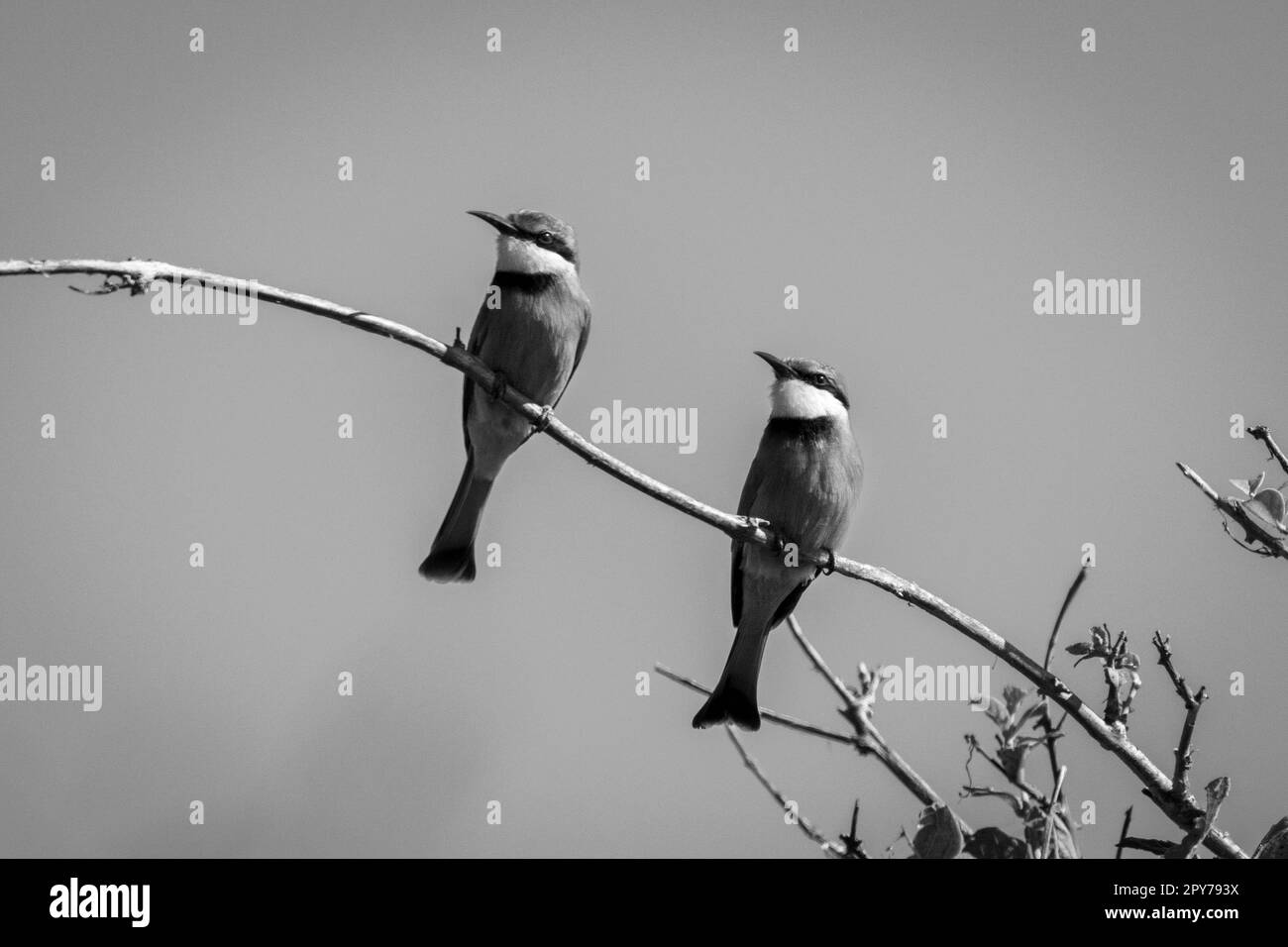 Mono poiche' piccole si specchiano le posizioni sul ramo Foto Stock