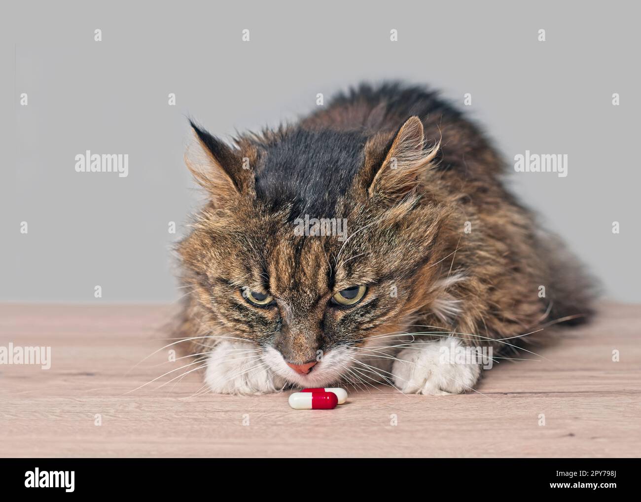 Curioso tabby gatto sniff su capsule di medicina sul tavolo. Foto Stock