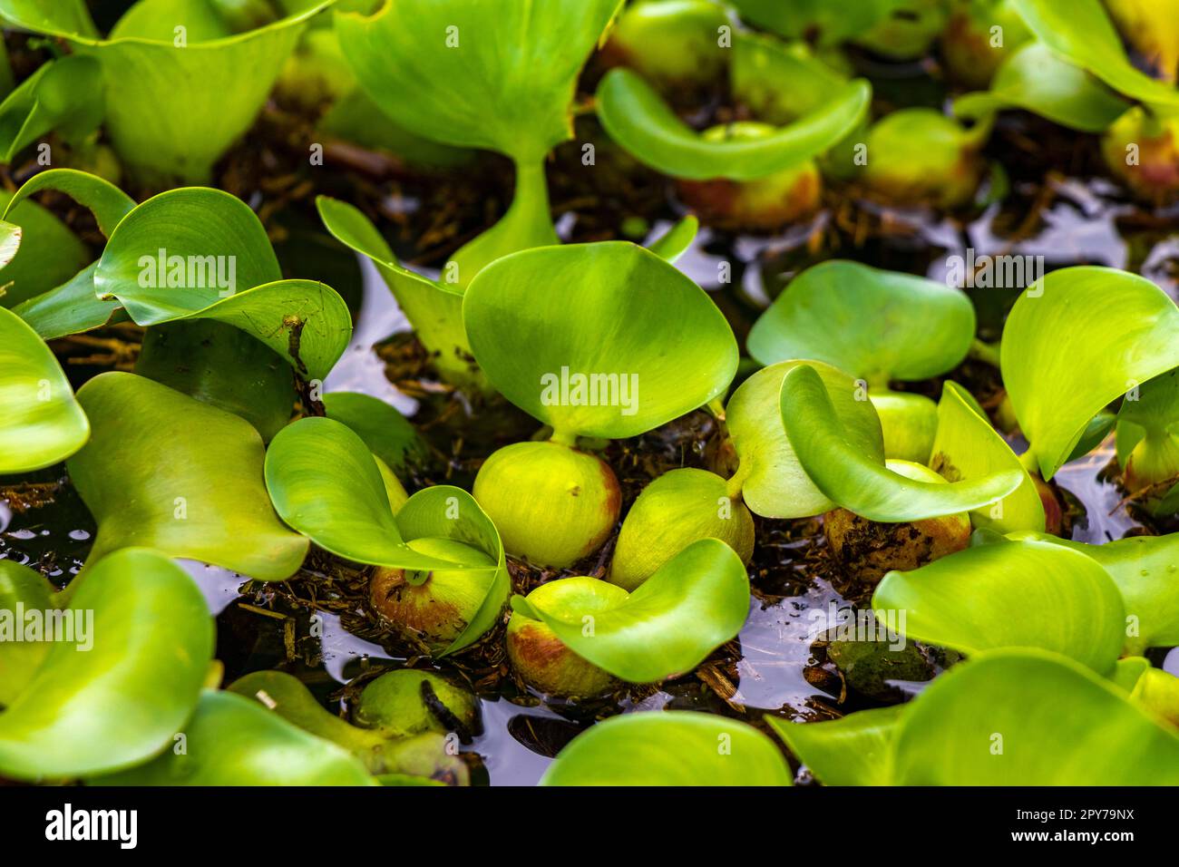 Lago verde e piante paludose nel parco di San Jose Costa Rica. Foto Stock