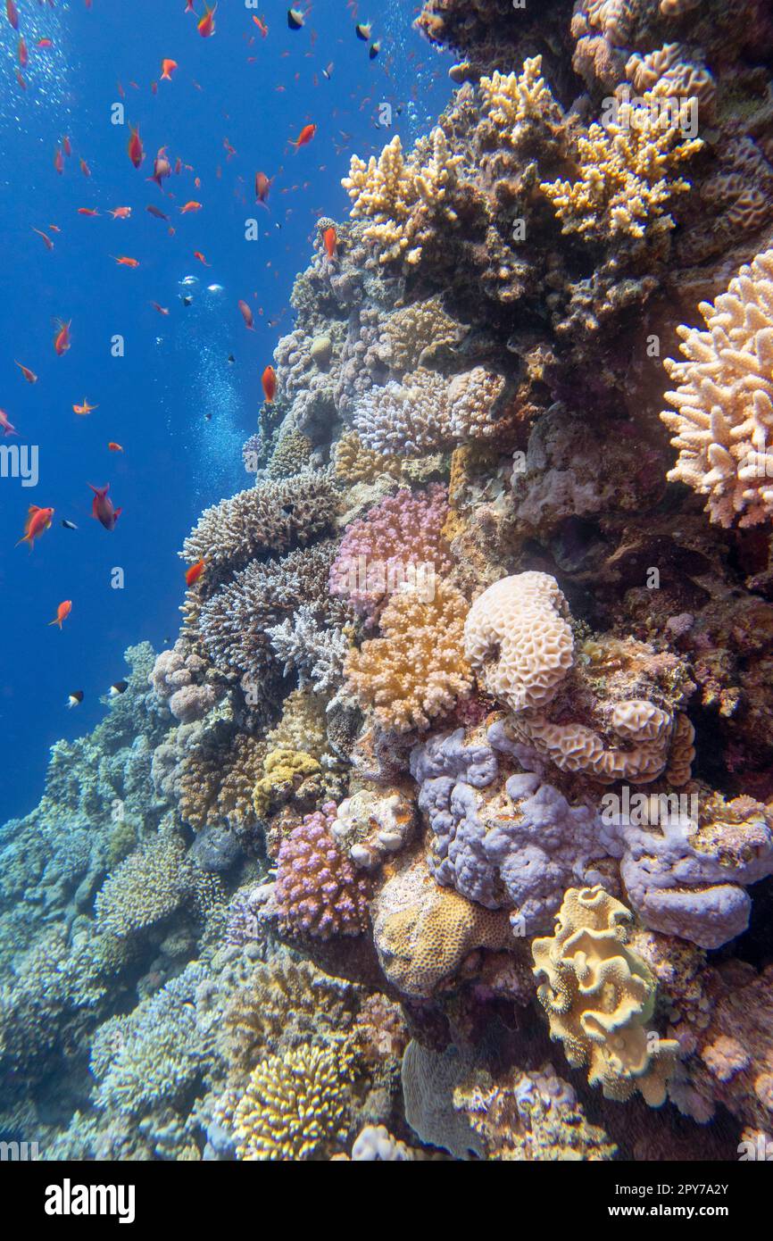 Colorata e pittoresca barriera corallina sul fondo del mare tropicale, coralli e pesci duri, bolle d'aria, paesaggio subacqueo Foto Stock