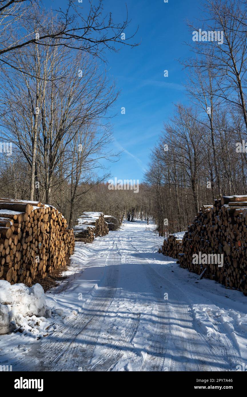 Strada sterrata nella neve con diversi grandi pali di legno nella natura Foto Stock