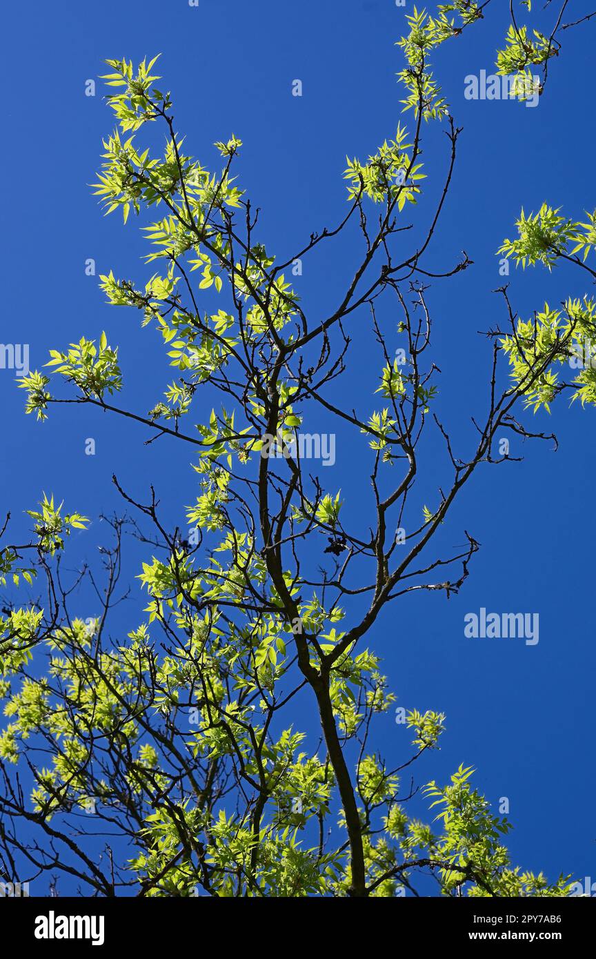 Basso angolo colpo di rami d'albero con foglie verdi contro Un cielo blu Foto Stock
