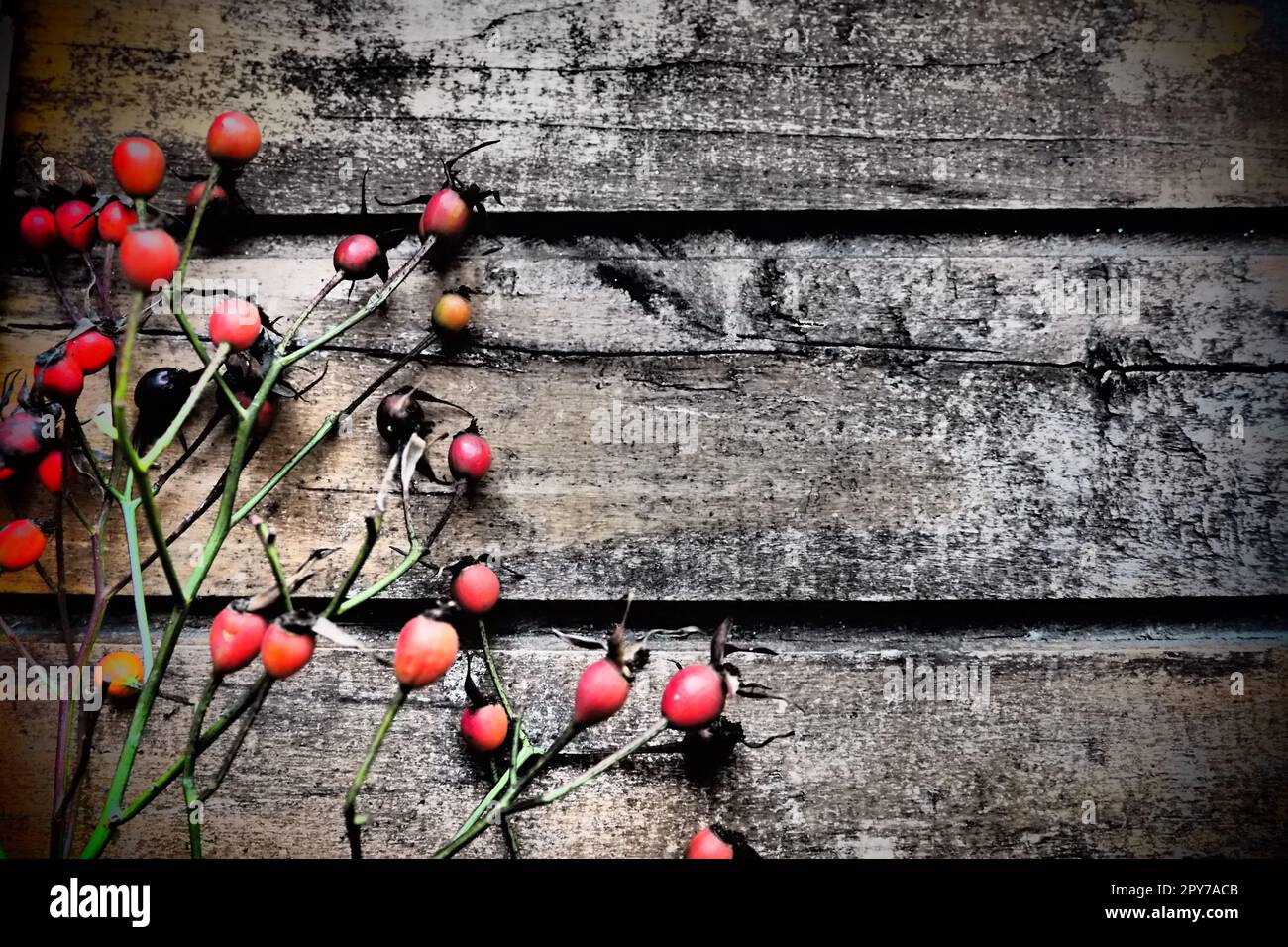 Frutti rossi di rosa selvatica o cespuglio di rose su sfondo di legno. Autunno, inverno, Capodanno o Natale natura morta. Copia spazio Foto Stock