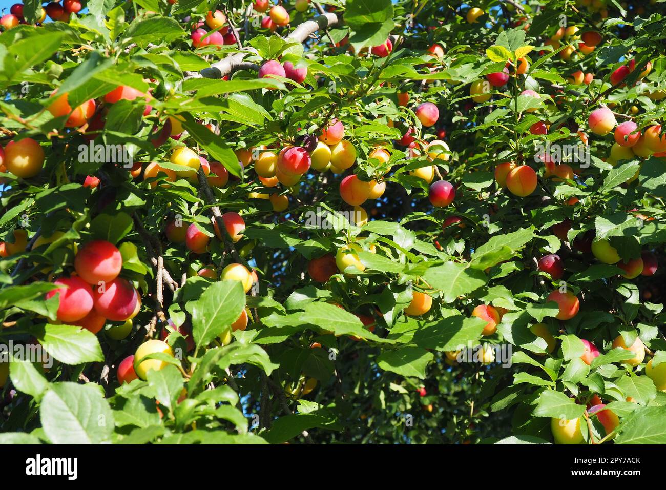 Prunus cerasifera è una specie di prugna conosciuta con i nomi comuni di prugna di ciliegio e prugna di mirobalano. albero ornamentale per giardini e giardini. Frutti di prugna gialli e rossi sui rami Foto Stock