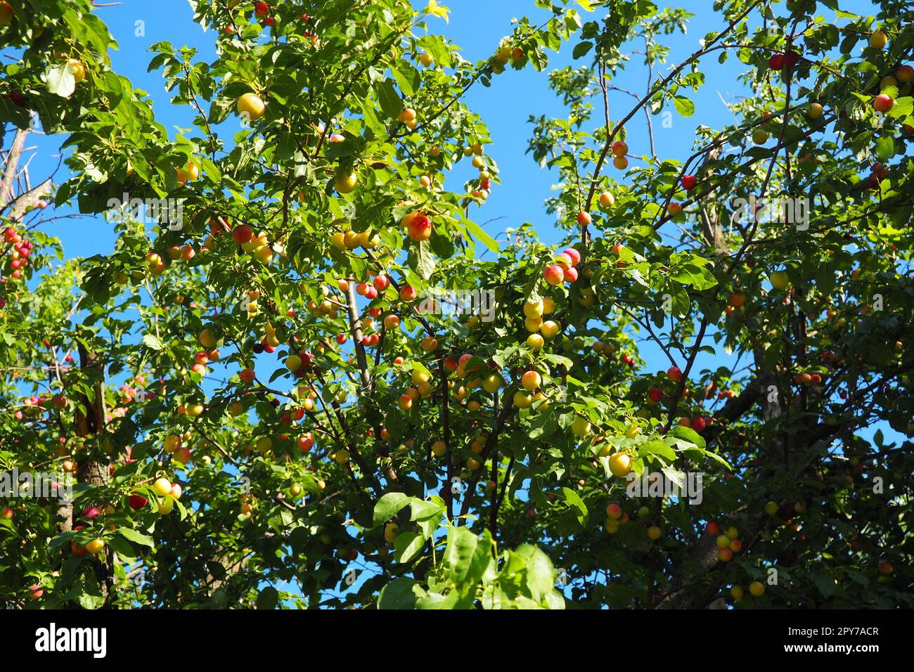 Prunus cerasifera è una specie di prugna conosciuta con i nomi comuni di prugna di ciliegio e prugna di mirobalano. albero ornamentale per giardini e giardini. Frutti di prugna gialli e rossi sui rami Foto Stock