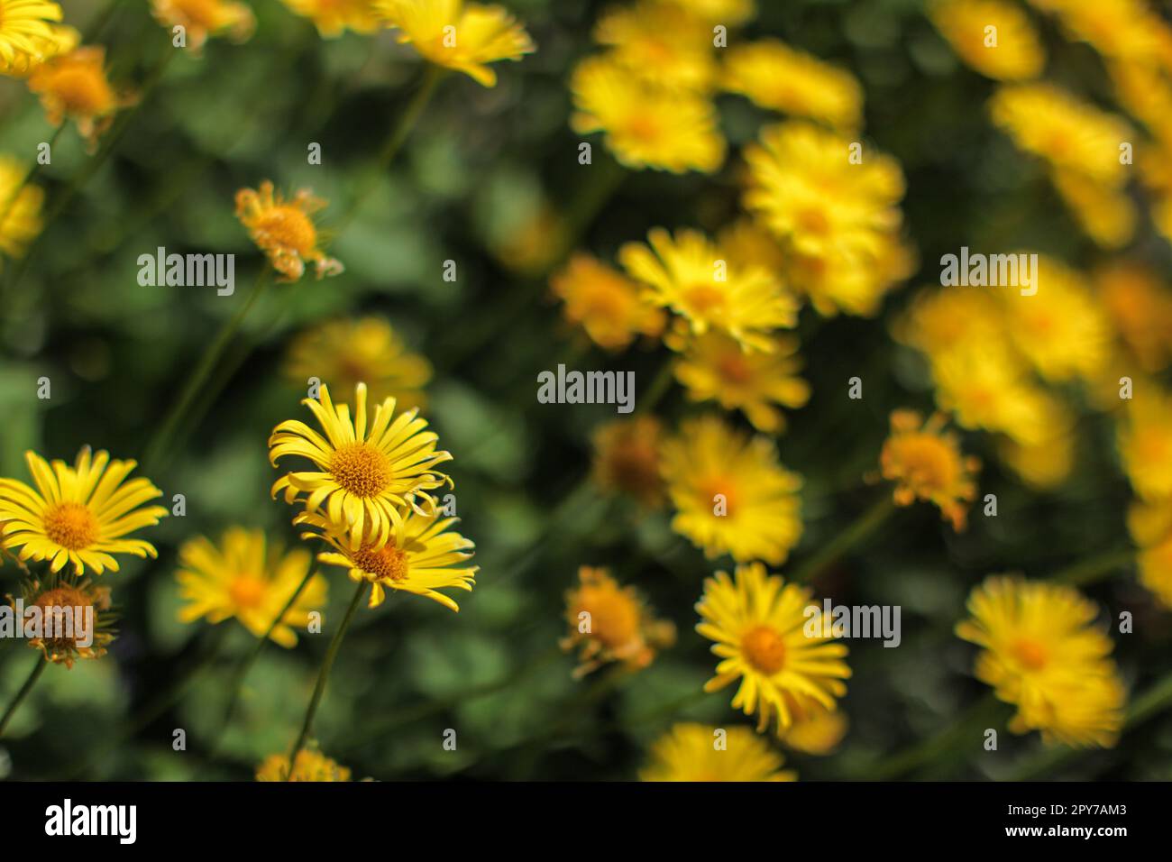 La profondità di campo di una foto, solo fiore singolo nel fuoco, piccoli fiori di colore giallo - abstract molla sfondo floreale. Foto Stock